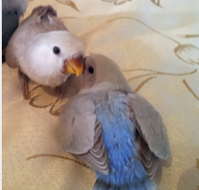 Handtamed baby lovebirds for sale! - Singapore Pets Classifieds | Sg Pets